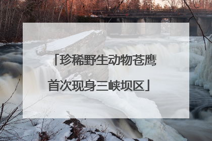 珍稀野生动物苍鹰首次现身三峡坝区