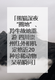 熊猫深夜“圈地”、羚牛故地重游 四川崇州红外相机定格近20种珍稀动物呆萌瞬间