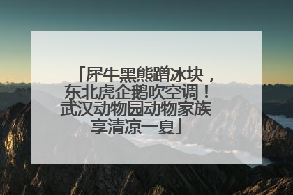 犀牛黑熊蹭冰块，东北虎企鹅吹空调！武汉动物园动物家族享清凉一夏
