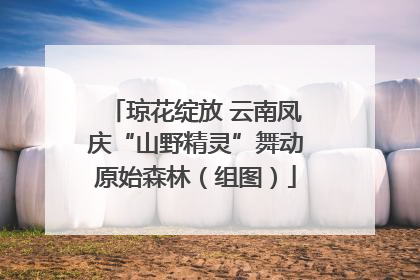 琼花绽放 云南凤庆“山野精灵”舞动原始森林（组图）