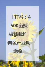 甘谷：4500亩辣椒移栽忙 特色产业助增收