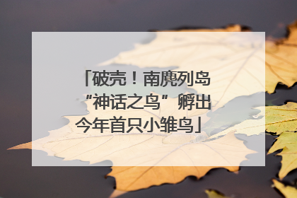 破壳！南麂列岛“神话之鸟”孵出今年首只小雏鸟
