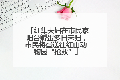 红隼夫妇在市民家阳台孵蛋多日未归，市民将蛋送往红山动物园“抢救”
