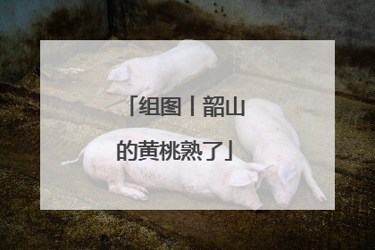 组图丨韶山的黄桃熟了