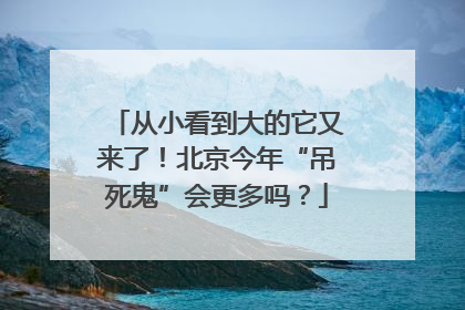 从小看到大的它又来了！北京今年“吊死鬼”会更多吗？