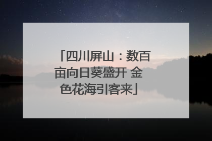 四川屏山：数百亩向日葵盛开 金色花海引客来