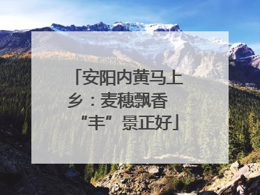 安阳内黄马上乡：麦穗飘香 “丰”景正好