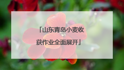 山东青岛小麦收获作业全面展开
