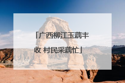 广西柳江玉藕丰收 村民采藕忙