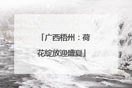 广西梧州：荷花绽放迎盛夏