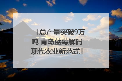 总产量突破9万吨 青岛蓝莓解码现代农业新范式