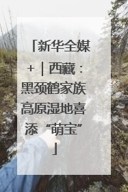 新华全媒+｜西藏：黑颈鹤家族高原湿地喜添“萌宝”