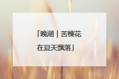 晚潮｜苦楝花在夏天飘落