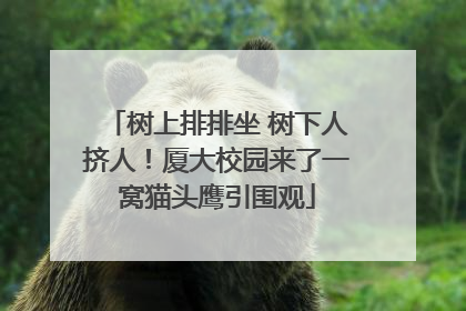 树上排排坐 树下人挤人！厦大校园来了一窝猫头鹰引围观