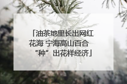 油茶地里长出网红花海 宁海高山百合“种”出花样经济