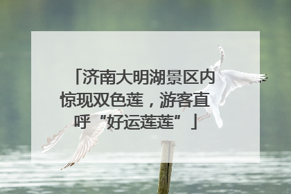 济南大明湖景区内惊现双色莲，游客直呼“好运莲莲”