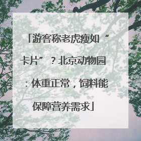 游客称老虎瘦如“卡片”？北京动物园：体重正常，饲料能保障营养需求