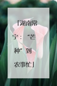 湖南常宁：“芒种”到 农事忙