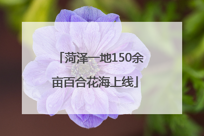 菏泽一地150余亩百合花海上线