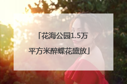 花海公园1.5万平方米醉蝶花盛放