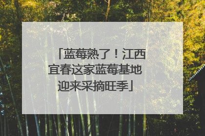 蓝莓熟了！江西宜春这家蓝莓基地迎来采摘旺季
