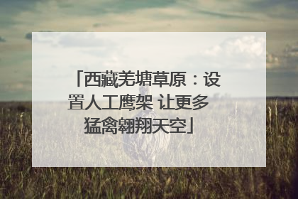 西藏羌塘草原：设置人工鹰架 让更多猛禽翱翔天空