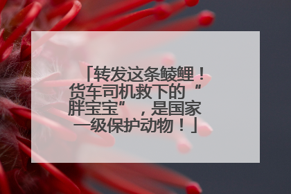 转发这条鲮鲤！货车司机救下的“胖宝宝”，是国家一级保护动物！