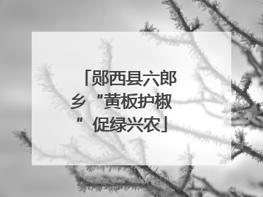 郧西县六郎乡“黄板护椒”促绿兴农