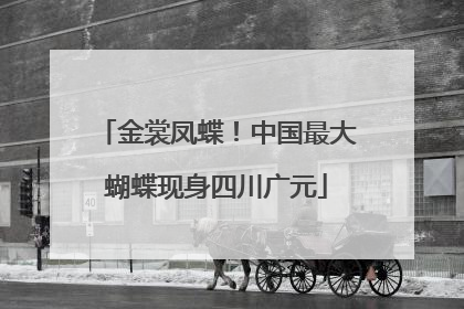 金裳凤蝶！中国最大蝴蝶现身四川广元