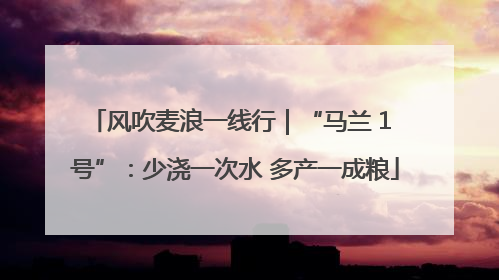 风吹麦浪一线行｜“马兰 1 号”：少浇一次水 多产一成粮
