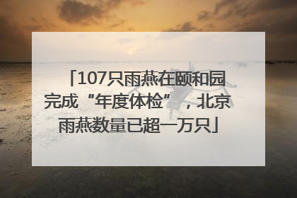 107只雨燕在颐和园完成“年度体检”，北京雨燕数量已超一万只